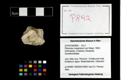 Foto (Objekt + Etikett) von Pithonoton marginatum (von Meyer, 1842)  (NHMW-GEO-2014-0194-0892)